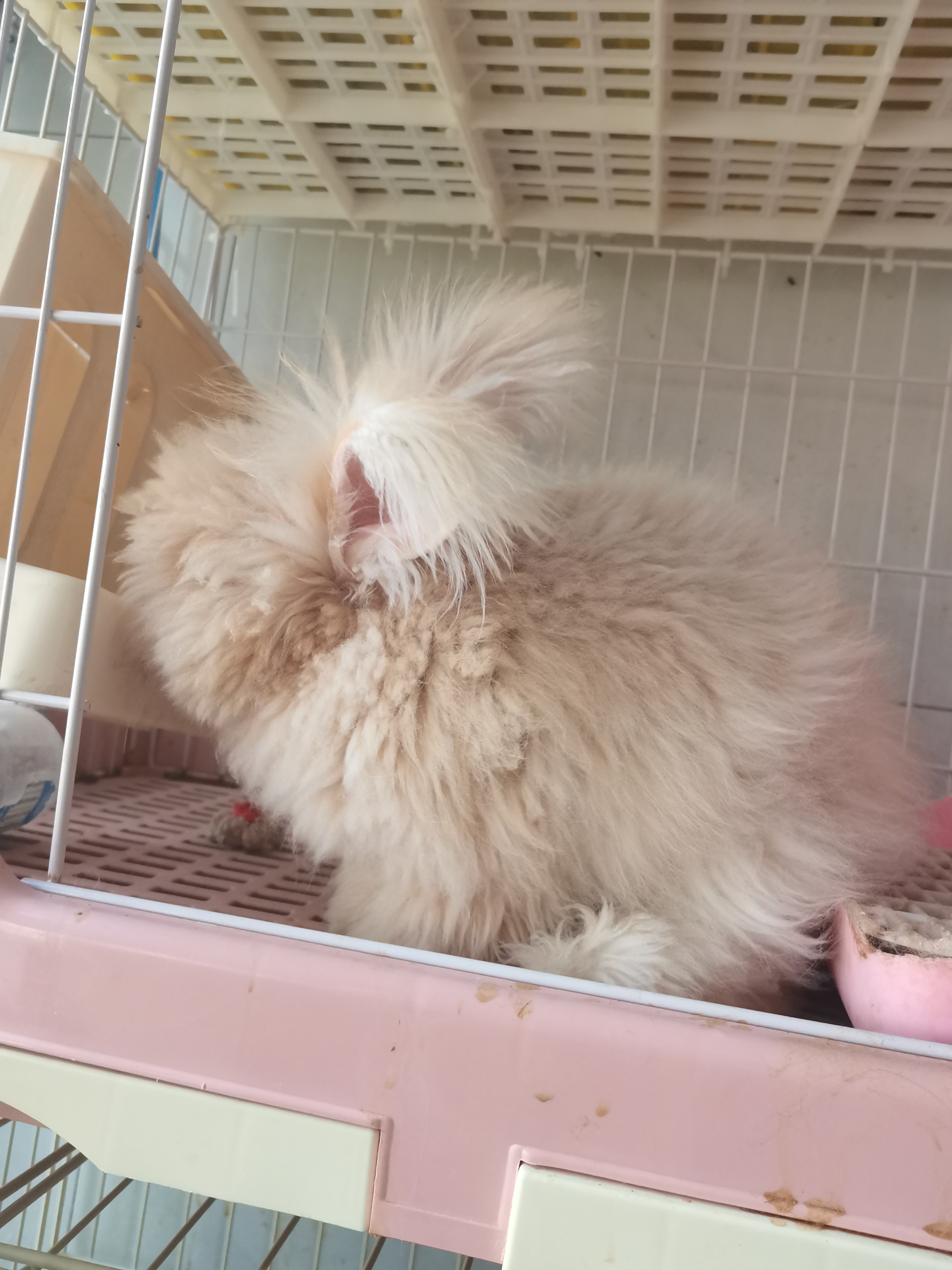 英系双血统奶黄安哥拉兔，打好疫苗发货，健康包活到家